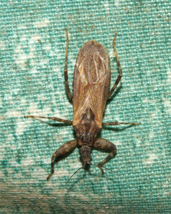 Oncocephalus squalidus (Heteroptera, Reduviidae)